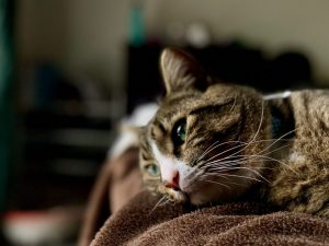 Helping Your Cat If They’re Diagnosed with Cancer