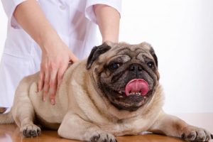 7 Ways Veterinary Acupuncture Could Help Your Pet