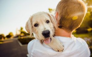 7 Incredible Benefits Of Pets Getting IV Nutrient Therapy