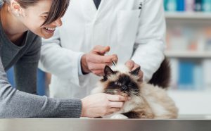 Treating Pet Cancer Holistically