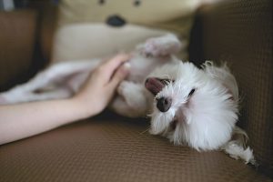 Considerations for Holistic Health for Your Dog