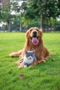 Natural Way to Treat Pet Cancer