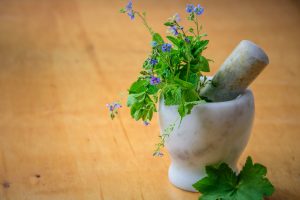 Herbal Medicine for Pets: The Amazing Benefits of Botanical Medicine on Our Four-Legged Friends