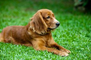 herbs and dietary supplements for your pet