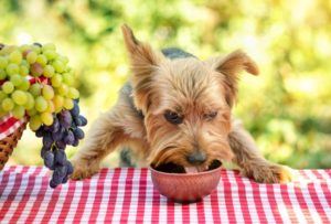 The Benefits of Making Your Own Pet Food