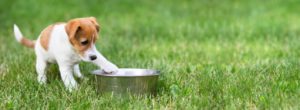 How Pet Nutrition Helps Prevent Cancer and Chronic Diseases